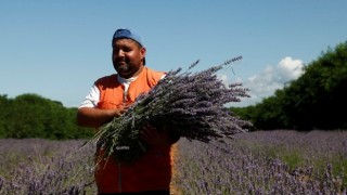 Sakarya dünyada aromatik bitkinin merkez üssü olacak: "En özel ürünler bu vadide yetişecek”