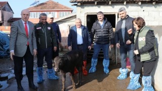 Samsun İlinde Manda Türünde Suni Tohumlama Projesi