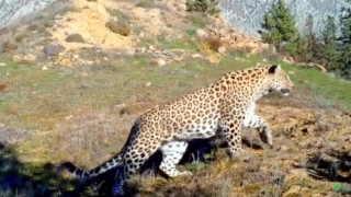 Tarım ve Orman Bakanı Kirişci’den, Anadolu Leoparı Paylaşımı