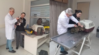 Yalova’da 9 Bin 32 Sahipli Kedi Ve Köpek Kimliklendirildi