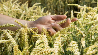 Bayer, Tohumdan Hasada Sürdürülebilir Buğday Üretimine Destek Oluyor