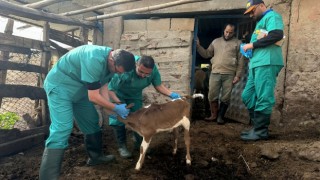 Konya Büyükşehir Hatay’daki Üreticilerin Hayvanlarına Muayene Hizmeti Veriyor
