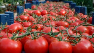 Tarım ve Orman Bakanlığı domateste ihracat yasağını kaldırdı