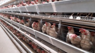 Tavuk eti üretiminde yüzde 3,8 artış