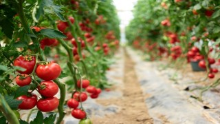 Taze domates ihracatındaki yasak kaldırıldı, domates ve türev ürünlerde 1 milyar dolarlık ihracatın yolu açıldı