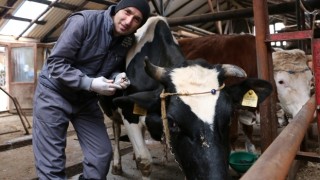 2023 İlkbahar Dönemi Şap Aşılamaları Devam Ediyor