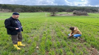 Kütahya'da sertifikalı buğday ve arpa tohumlarının arazide çıkış kontrolleri yapılıyor
