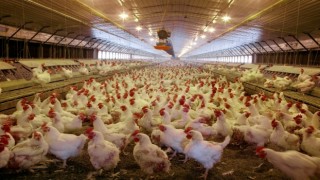Tavuk eti üretimi 176 bin 236 ton, tavuk yumurtası üretimi 1,61 milyar adet olarak gerçekleşti