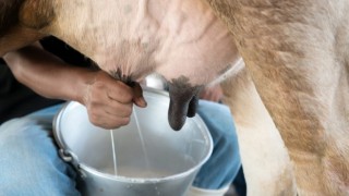 Ticari süt işletmelerince 793 bin 384 ton inek sütü toplandı