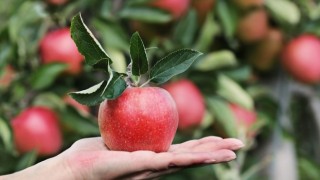 Meyve Fiyatları Yıllık Yüzde 49 Arttı