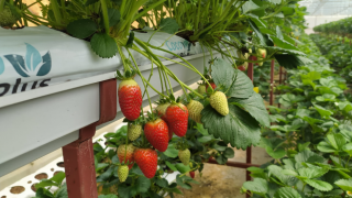 Giresun’da Topraksız Tarım Çilek Yetiştiriciliğinin Geliştirilmesi Projesi Meyvelerini Veriyor