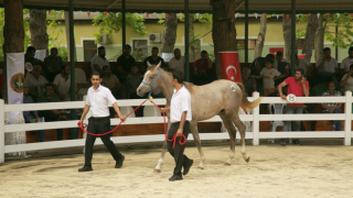 Karacabey Tarım İşletmesi Yetiştirmesi Safkanların Satışı Yapıldı