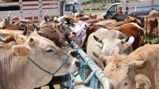 Sivas Merkez Kurbanlık Hayvan Pazarı, Şap Hastalığı Nedeniyle Kapatıldı