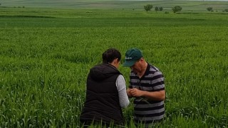 Tahıl Ekim Alanlarında Sarıpas ve Fungal Hastalıklara Dikkat