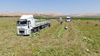 Diyarbakır'da karpuz hasadı başladı