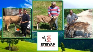 ETKİYAP projesiyle ilk altı ayda 6 bin 103 hayvana suni tohumlama yapıldı