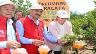 Gümüldür çiftçisi İyi Tarım Uygulamalarıyla katma değer üretmeye devam ediyor