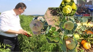 Kırklareli’nde dolu zararının ilk tespitleri yapıldı