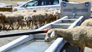 Kırsal bölgelerde sıvat desteği sürüyor