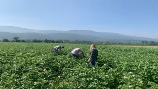 Patates Mildiyösüne dikkat