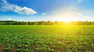 TZOB Genel Başkanı Bayraktar: Aşırı sıcaklar tarımsal üretim üzerinde tehdit oluşturuyor