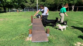 Yenilenen köpek parkı ile can dostların keyfi yerinde