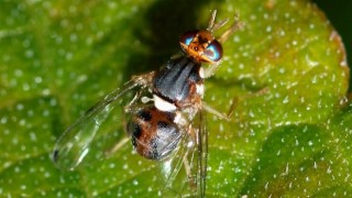 Aydın'da Zeytin sineği mücadelesi zamanı