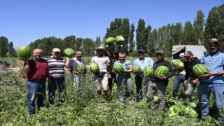 Bağra karpuzunda hasat başladı