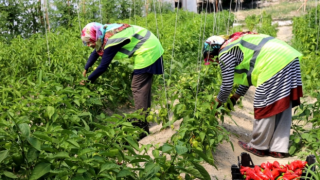 Belediye serasından halkın bakkalına