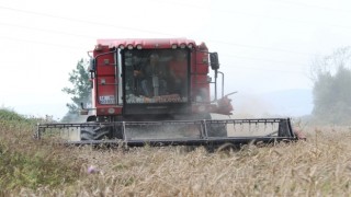 Bolu Belediyesi Iza buğdayına sahip çıkıyor