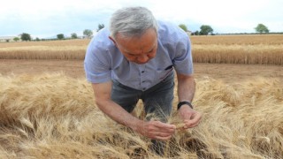 Bulgur üretiminin geleceğine ata tohumu Ahmet Buğdayı damga vuracak