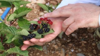 Bursa’dan Erzincan’a dönüp, böğürtlen yetiştiriciliğine başladı