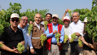 Dünyaca ünlü çekirdeksiz Sultani üzümde hasat başladı