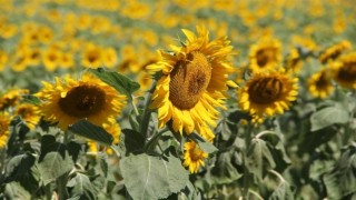 Isparta’da ayçiçeği ekim alanı yüzde 500 arttı
