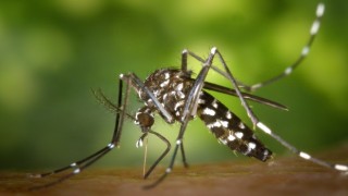İstilacı sivrisineklerin oluşturduğu tehdit kapımızda