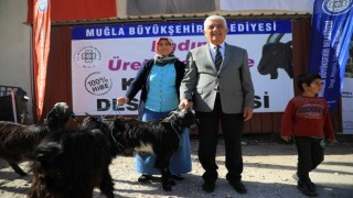 Muğla'da Kıl Keçisi desteği için başvurular başladı