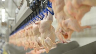 Tavuk eti üretiminde düşüş