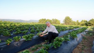 Yüce: Çilekte üretim rekoru bekliyoruz