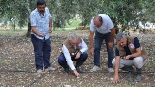 Akhisar’da Doludan Zarar Gören Arazilerde Hasar Tespit Çalışmaları Yapılıyor