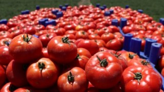 Domates ve meyve için 8 yılın rekor fiyat artışı