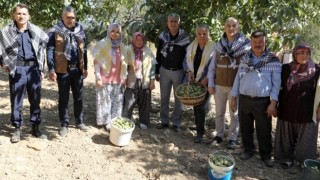 Akhisar’da Ceviz Hasadı Başladı