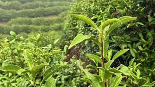 Çay Üreticilerinin Ürün Bedelleri Ödeniyor