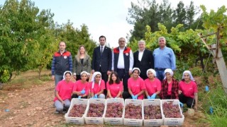 Denizli’nin Çal İlçesinde Bulunan Bağlarda Hasat Sona Erdi