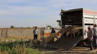 Küçükbaş Hayvanlar Hak Sahiplerine Teslim Edildi