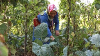 Ordu Zeytinyağlı Pancar Sarması’na Coğrafi İşaret Tescili Alındı