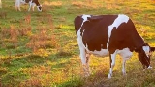 Toplanan inek sütü miktarı yıllık %3 arttı
