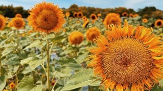 Trakya İllerinde Yağlık Ayçiçeği İçin Verilen Destek Artırıldı