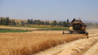 Çiftçilere Karakılçık Tohum Desteği