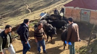 Giresun’da Desteklerle Manda Yetiştiriciliğine Rağbet Arttı