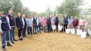 Manisa Büyükşehir, Zeytin Hasadında da Üreticilerin Yanında